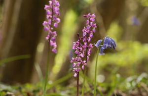early purple orchids image